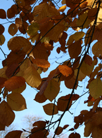 leaves_pic